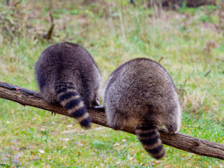 Waschbär 2