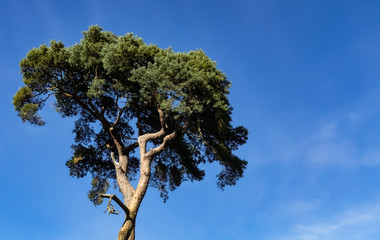 Obraz premium Upward view of a lonely old weathered pine tree with sun highlighting the trunk, set against a blue sky background with light cloud. Room for text.