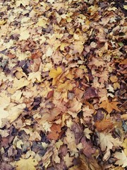 autumn leaves on the ground