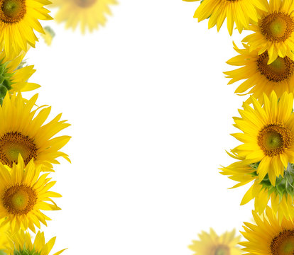 Sunflowers isolated on white background. Floral border.