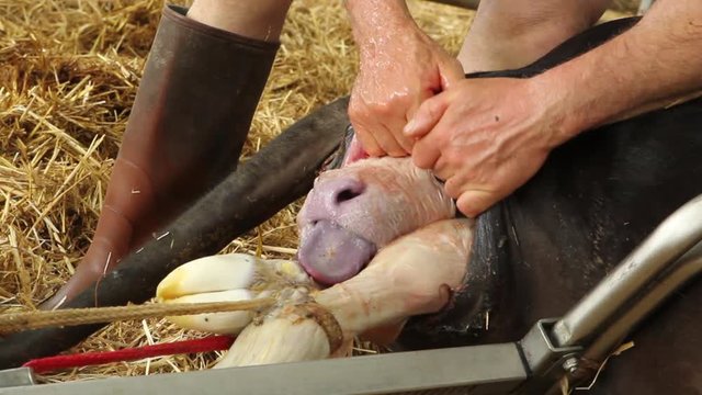 Close-up of farm worker helping cow in giving birth to calf at farmyard