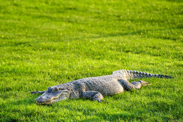 Crocodile on Green Grass