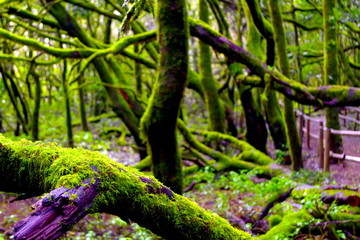 tree in the forest in La Gomera