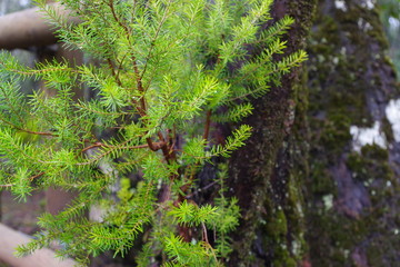 tree in the forest in La Gomera