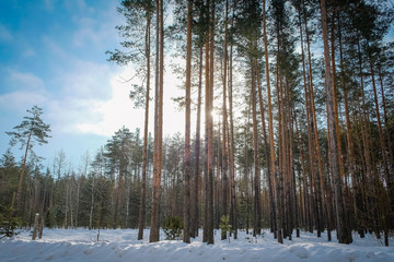 Obraz premium winter landscape with trees and snow