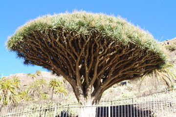 Gragon tree in La Gomera