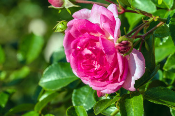 Flowers of dark red roses with drops of dew on petals in the summer garden, landscape design and gardening