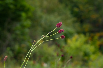  nature, flower, green, plant, summer, food, berries, wild, strawberry, spring