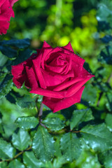 Flowers of dark red roses with drops of dew on petals in the summer garden, landscape design and gardening