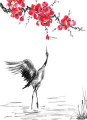 Japanese cranes bird drawing .  Red stylized flowers of plum mei, wild apricots and sakura . Watercolor and ink illustration in style sumi-e, u-sin, go-hua Oriental traditional painting. Isolated ..