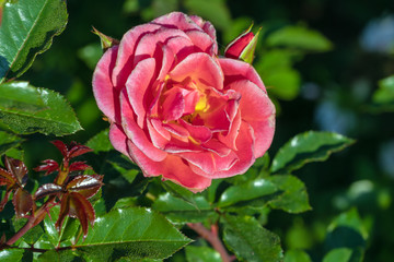 Flowers of dark red roses with drops of dew on petals in the summer garden, landscape design and gardening