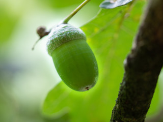 Macro Image of a green acorn.