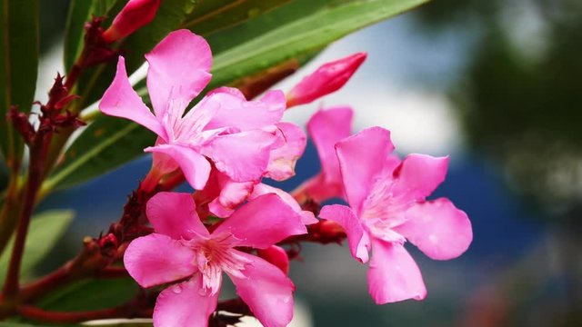 Selective focus of beautiful pink oleander flower in a park, Nerium oleander