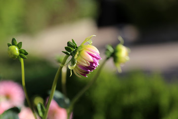Flowering dahlias in the garden