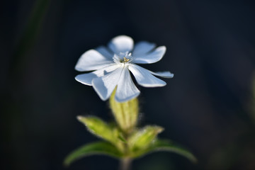 Silene Alba, small white field flower