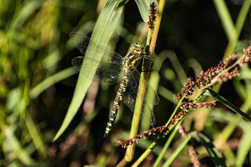Libelle