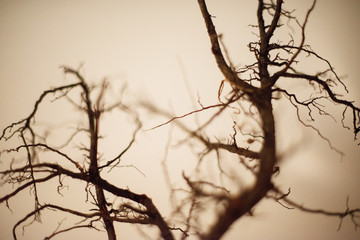 Fototapeta na wymiar Tree made with roots. Still Life