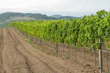 Fototapeta na wymiar agriculture land with vineyard