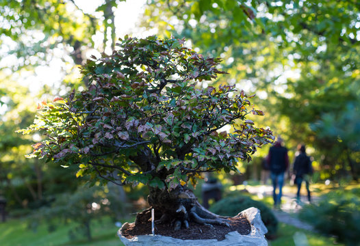 Japanese bonsai in the Japanese garden