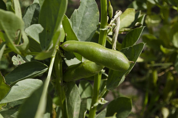 Broad bean growing on vegetable bed in the summer