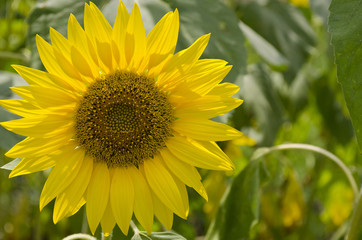 Colors of the summer- beautiful sunflowers