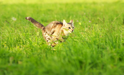 beautiful home striped cat sneaks and runs on the green grass in the spring clear meadow