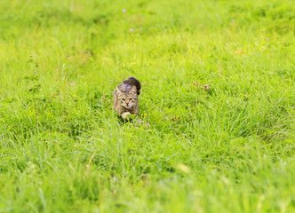 beautiful home striped cat quickly jumps out and runs on a green grass on a spring clear meadow
