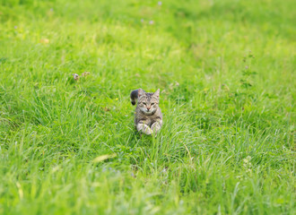 a beautiful home striped cat is running rapidly on the green grass on a clear spring meadow