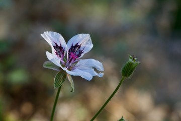 flowers on green background of blue sky
