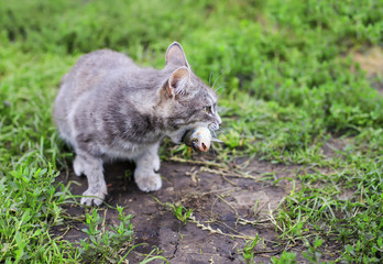  beautiful striped cat keeps perch fish in her teeth in the summer garden
