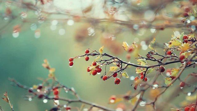 Hawthorn with red berry on the branch, autumn rain water drops, light breeze, bokeh, shallow depth of the field, toned, 59.94 fps 