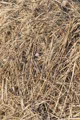 Background of dry grass in a haystack in a summer garden, landscape design and gardening