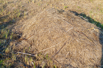 Background of dry grass in a haystack in a summer garden, landscape design and gardening