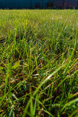 Fresh green grass of a young lawn grass and fence in the summer garden, landscape design and gardening