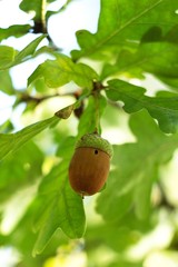Oak leaf, acorn on oak tree background.