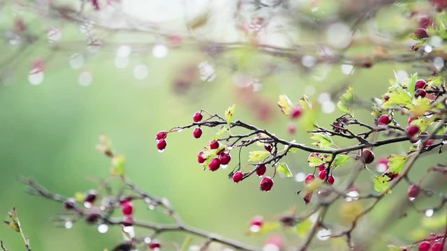 Hawthorn with red berry on the branch, autumn rain water drops, light breeze, bokeh, shallow depth of the field