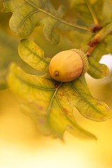 Oak leaf, acorn on oak tree background.