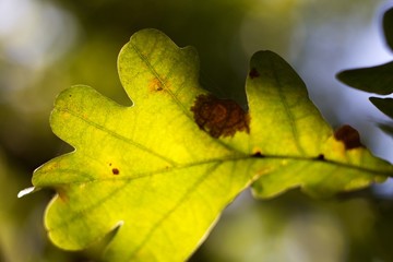 Oak leaf, acorn on oak tree background.