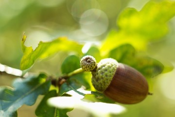 Oak leaf, acorn on oak tree background. © venars.original