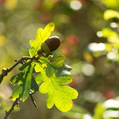 Oak leaf, acorn on oak tree background. © venars.original