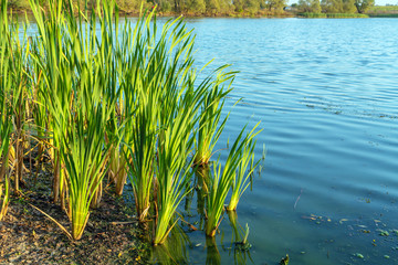Obraz premium The beautiful natural landscape of a fishing lake in sunset with reeds and trees