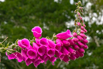 Irish Fox Gloves © Joel