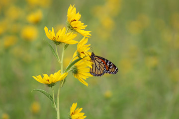 Sunflowers and Monarchs, #1
