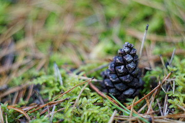 a pine cone against the needles of trees,