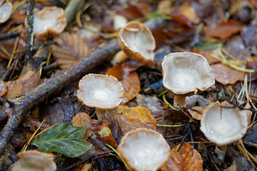 strange mushrooms, autumn forest, Poland