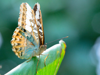 Owl butterfly on the green leaf.