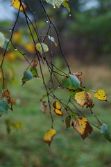 green and yellow autumn leaves, water drops on leaves, autumn mood, rural background view