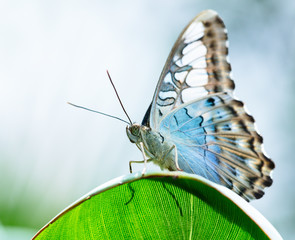 Naklejka premium Sowa motyl na zielonym liściu.