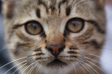 Sad face of a little gray kitten close up