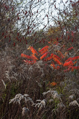 red autumn leaves, gray leaves in the background, autumn, Poland, autumn melancholy mood